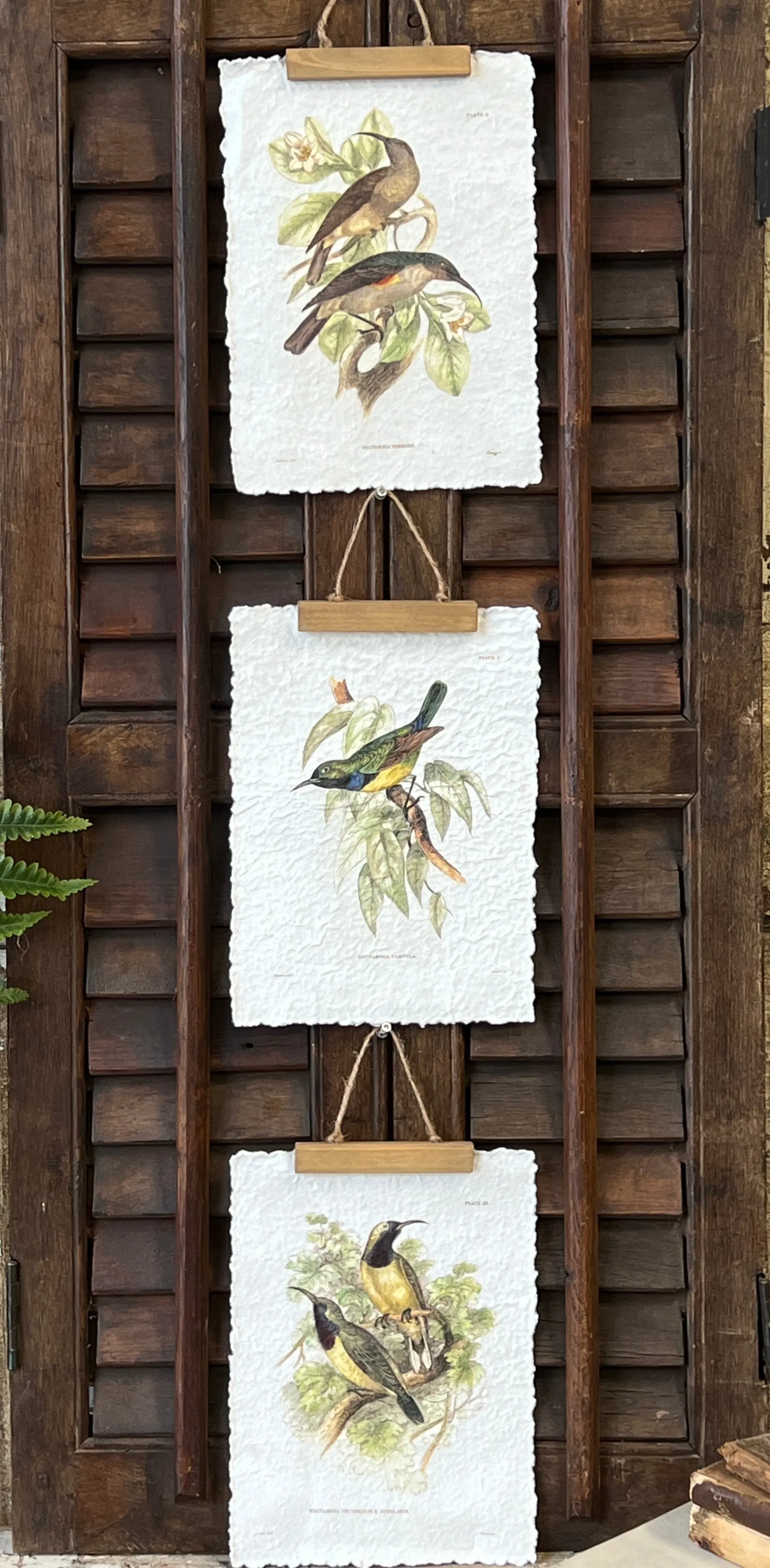 Beguiling Birds Prints | No. 2 | NOT CURRENTLY IN STOCK-New For Spring 2025!