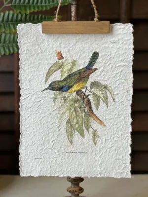 Beguiling Birds Prints | No. 2 | NOT CURRENTLY IN STOCK-New For Spring 2025!