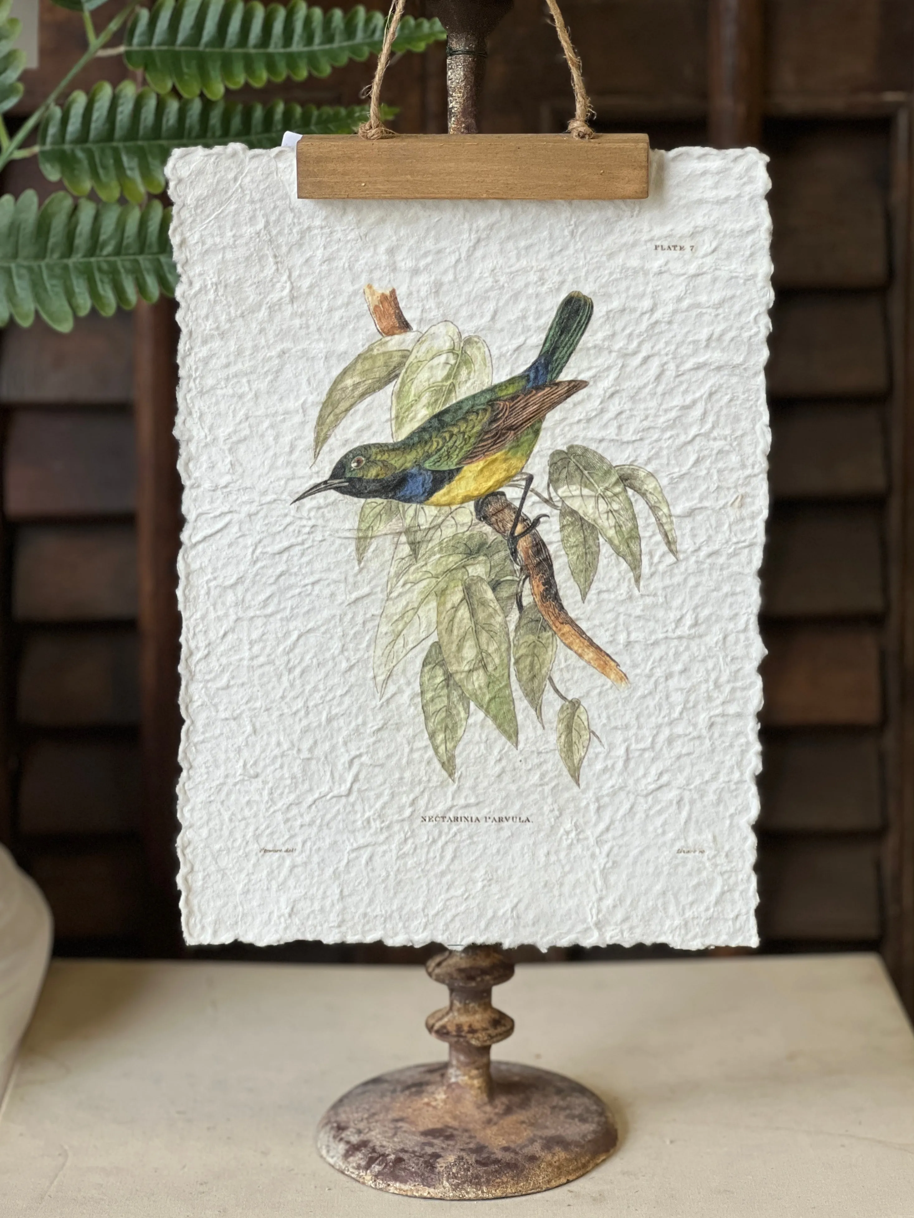 Beguiling Birds Prints | No. 2 | NOT CURRENTLY IN STOCK-New For Spring 2025!