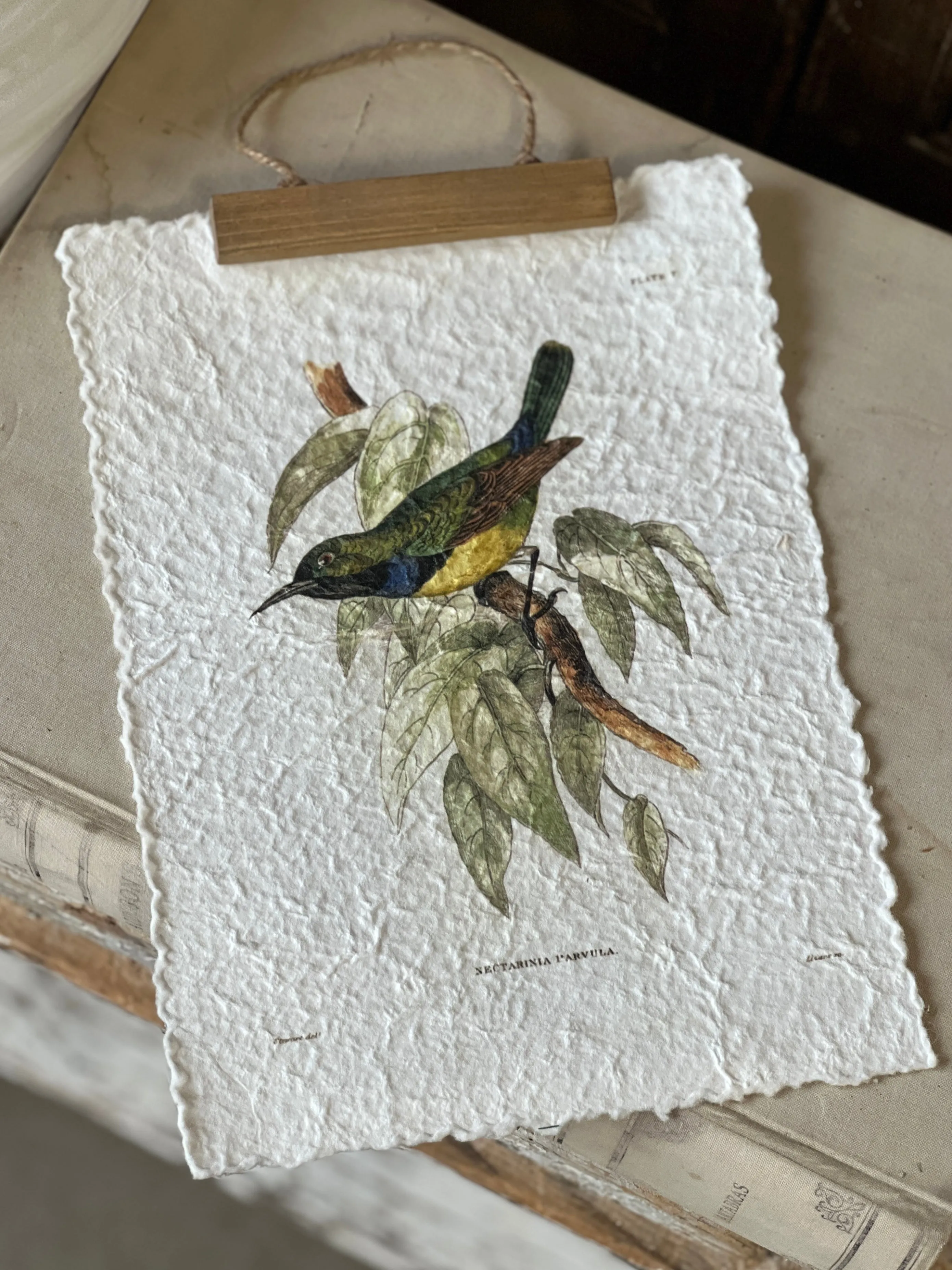 Beguiling Birds Prints | No. 2 | NOT CURRENTLY IN STOCK-New For Spring 2025!