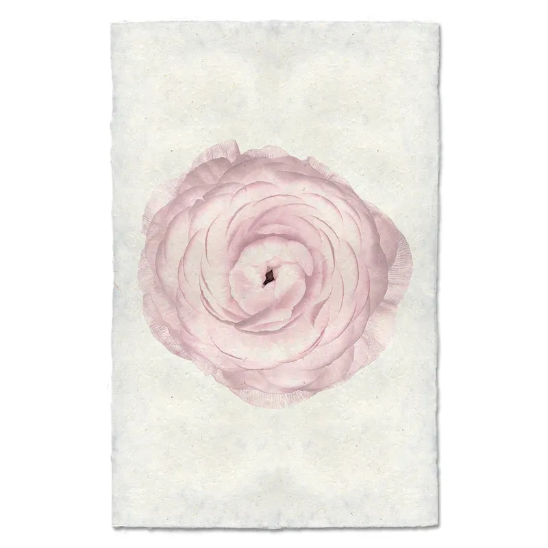 BLUSH RANUNCULUS