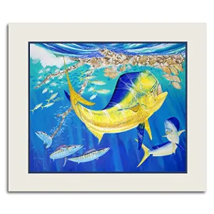 DOLPHIN OASIS 11X14 MINI UF