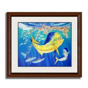 DOLPHIN OASIS 13X16 MINI FR