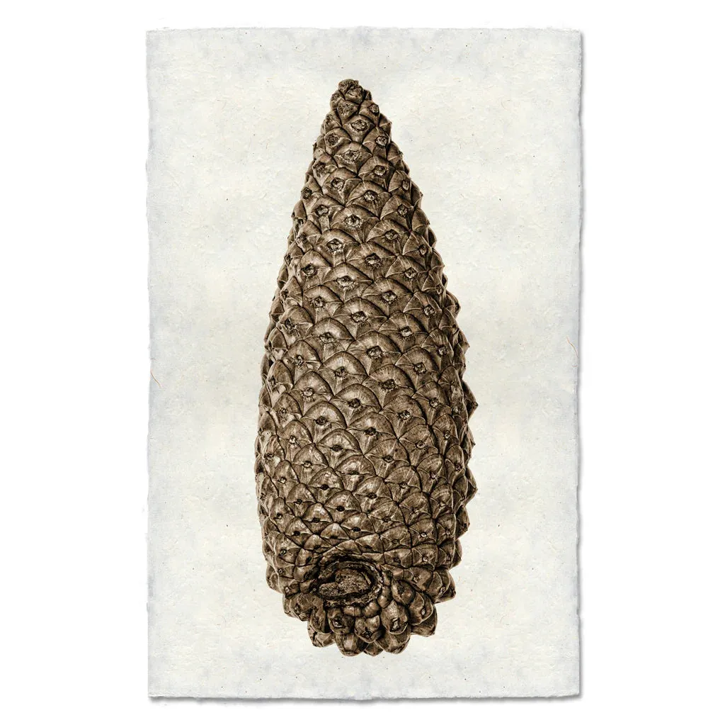 KNOBCONE PINE CONE
