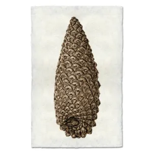 KNOBCONE PINE CONE